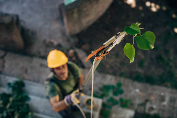 Best Hazardous Tree Removal  in Hermitage, PA